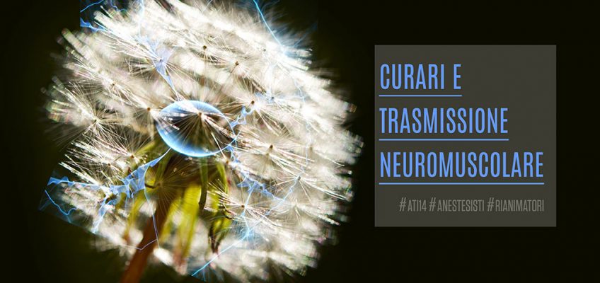 Curari-Trasmissione-Neuromuscolare-ATI14-Anestesisti-Rianimatori